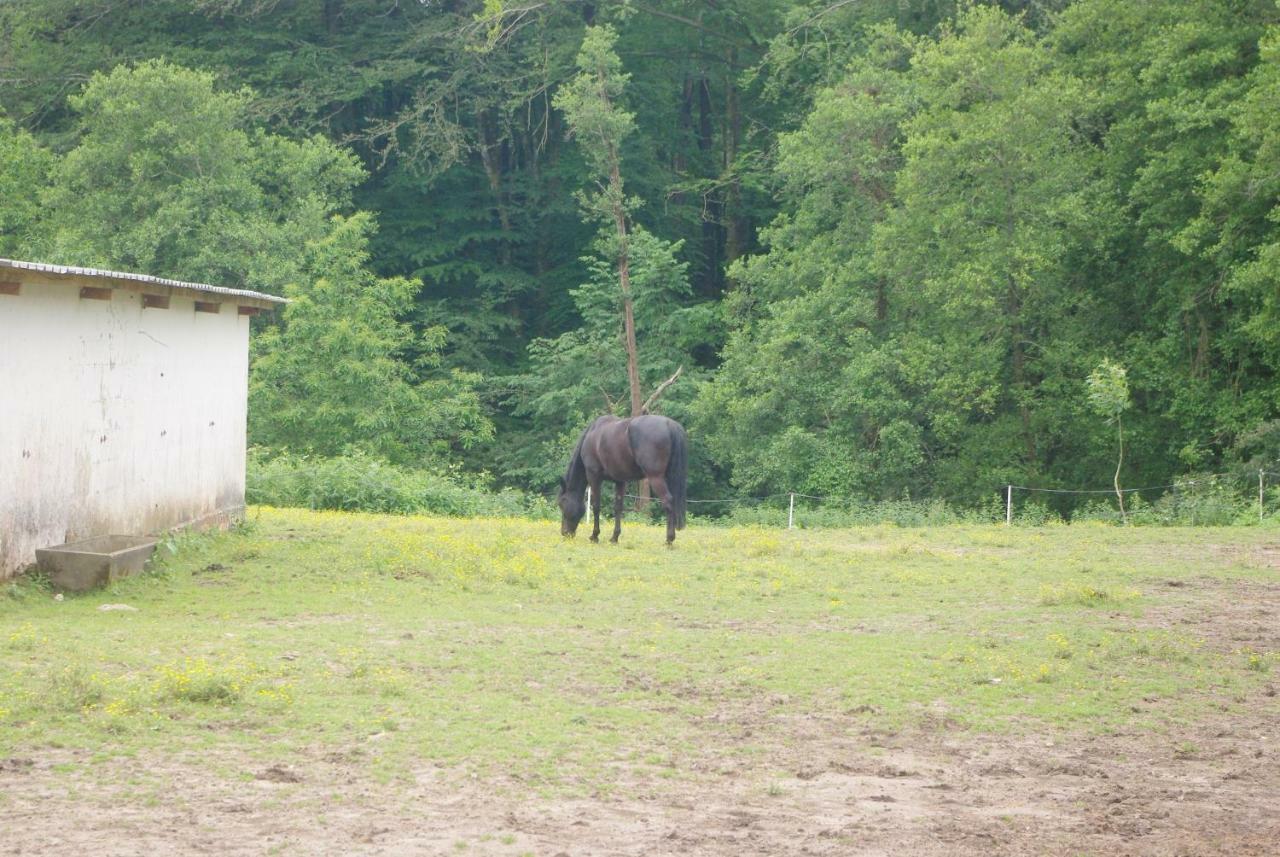 Les Ecuries Du Seque Bed & Breakfast Saint-Martin-de-Seignanx Luaran gambar